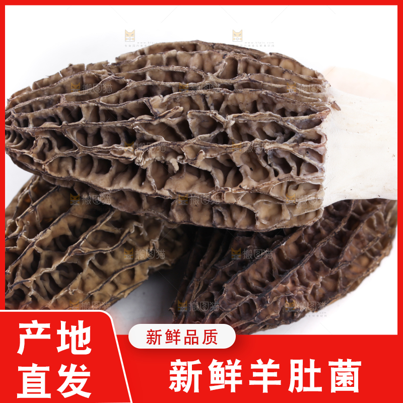 白底上摆放着羊肚菌