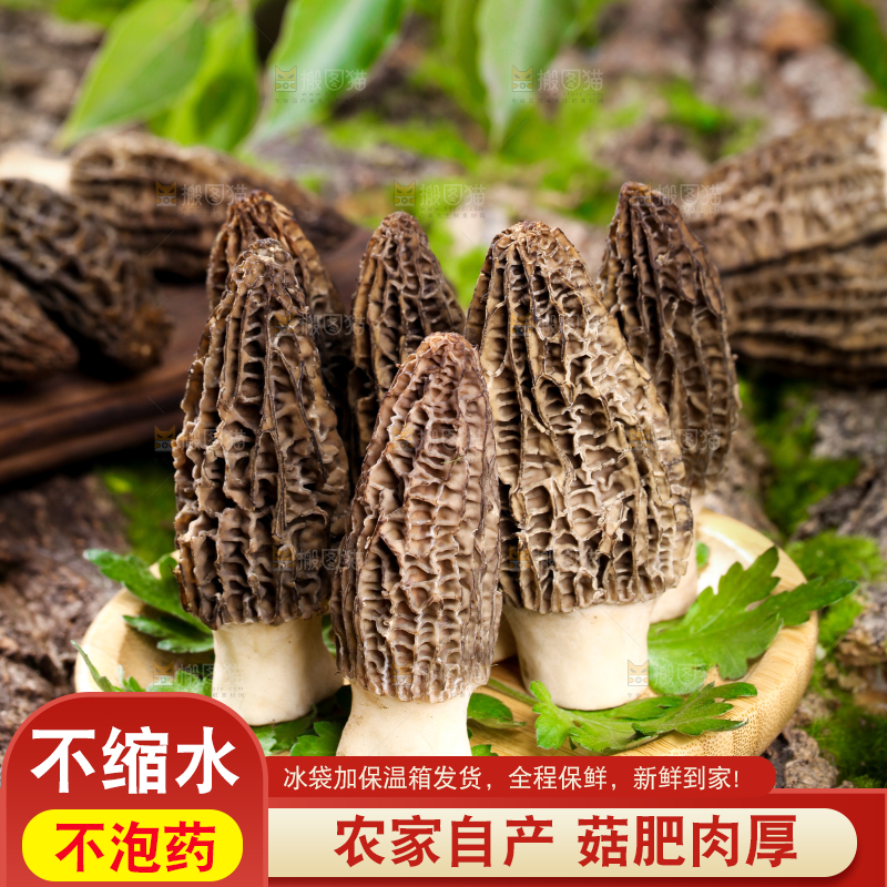 盘子里装着羊肚菌