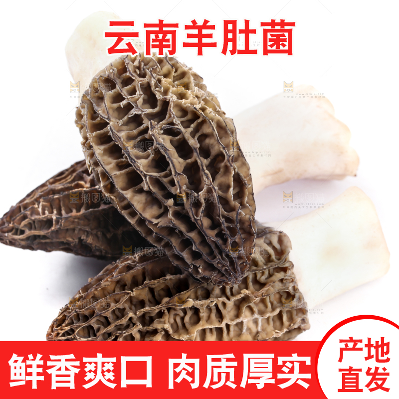 白底上摆放着羊肚菌