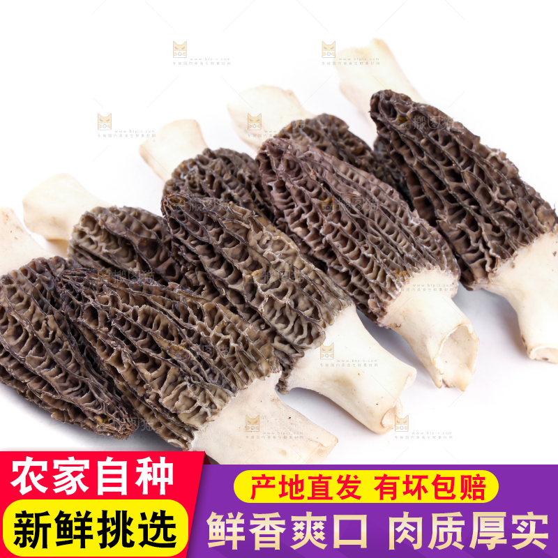 白底上摆放着羊肚菌