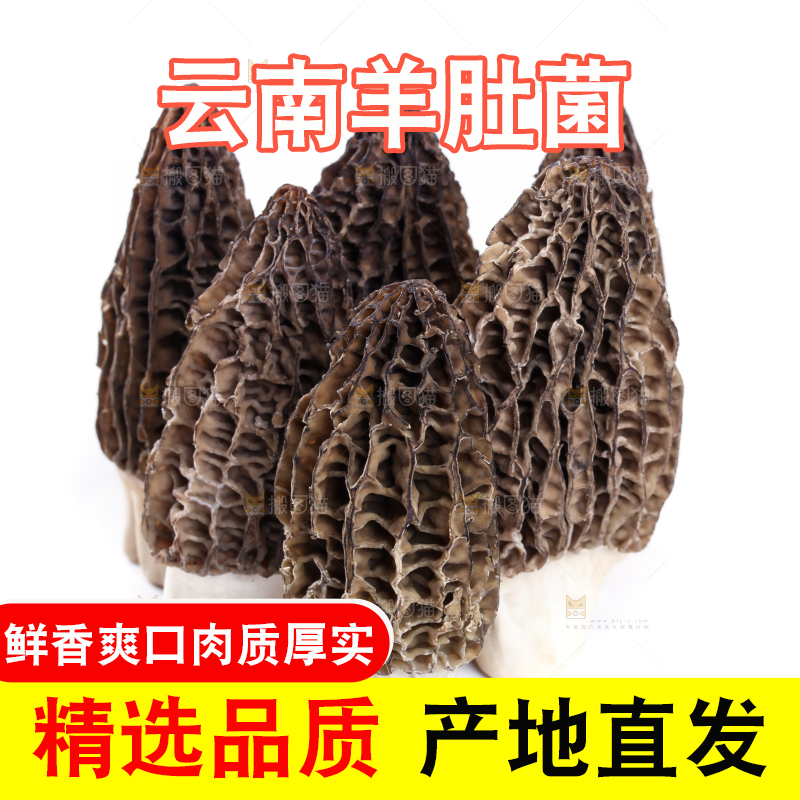 白底上摆放着羊肚菌