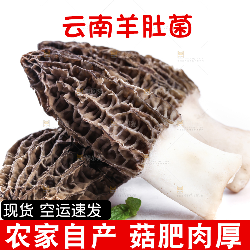 白底上摆放着羊肚菌