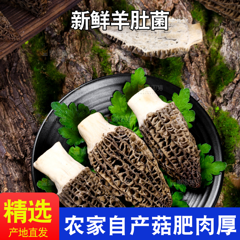 盘子里装着羊肚菌