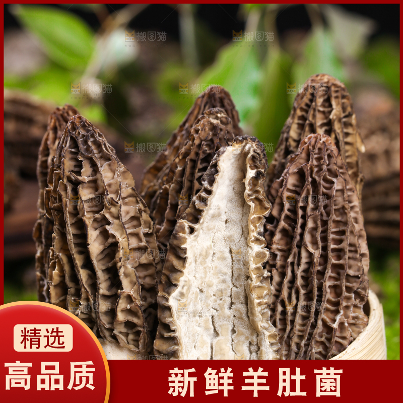 篮子里放着羊肚菌