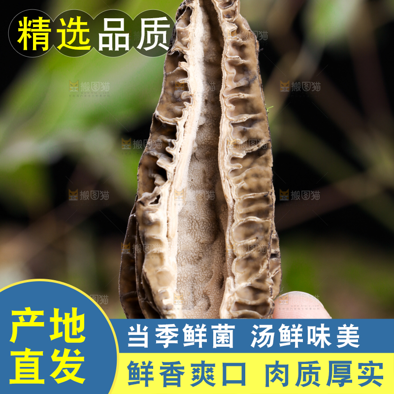 手里拿着羊肚菇