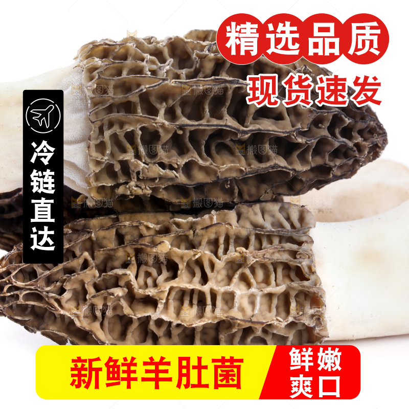 白底上摆放着羊肚菌