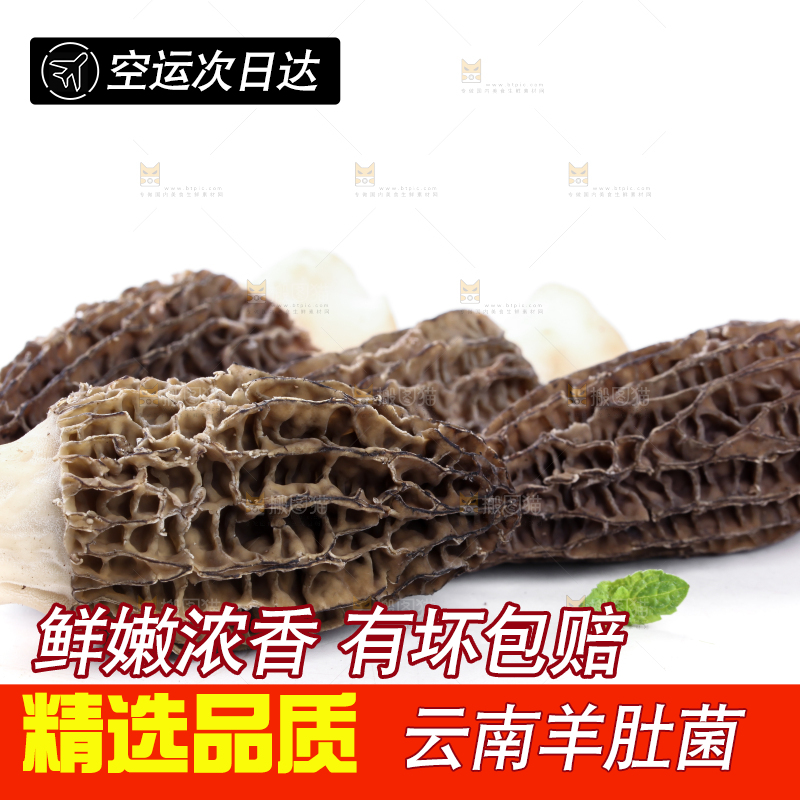 白底上摆放着羊肚菌