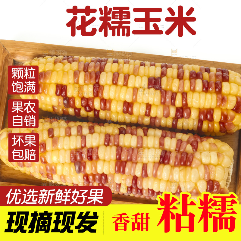 白底上放着一盘蒸熟的糯玉米