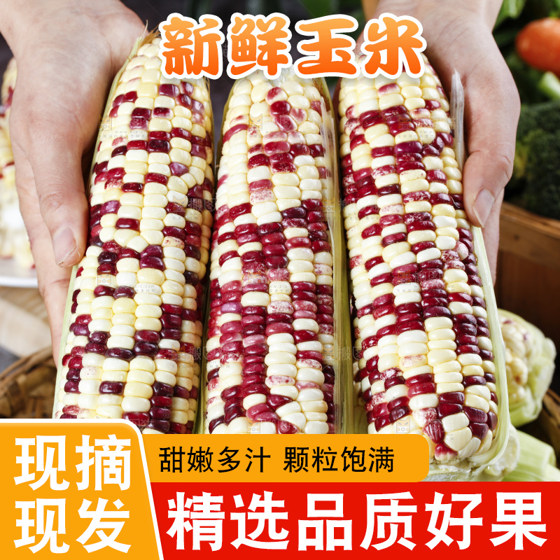 手拿花糯玉米