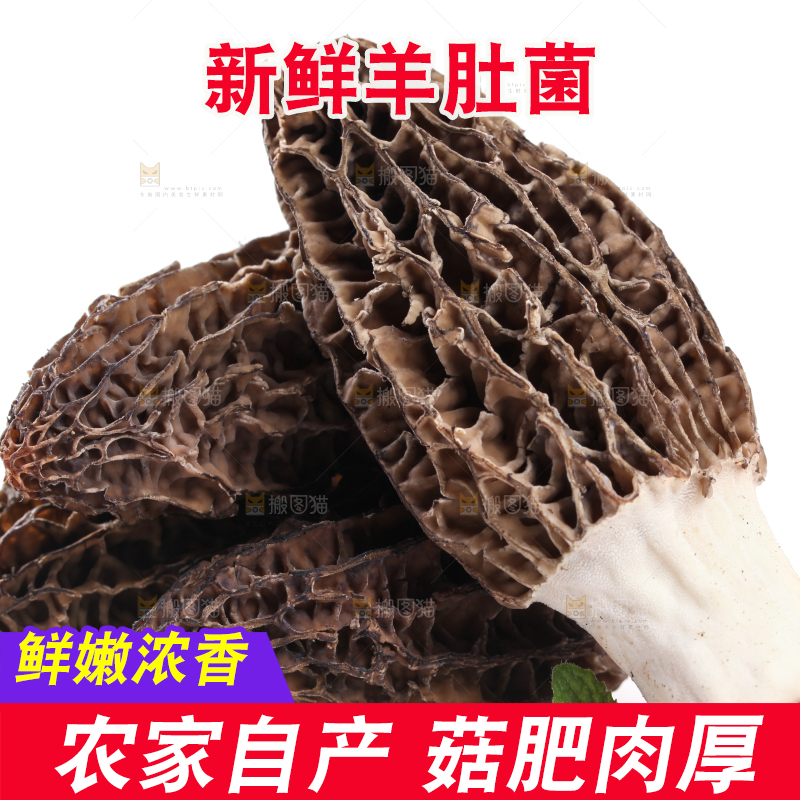 白底上摆放着羊肚菌