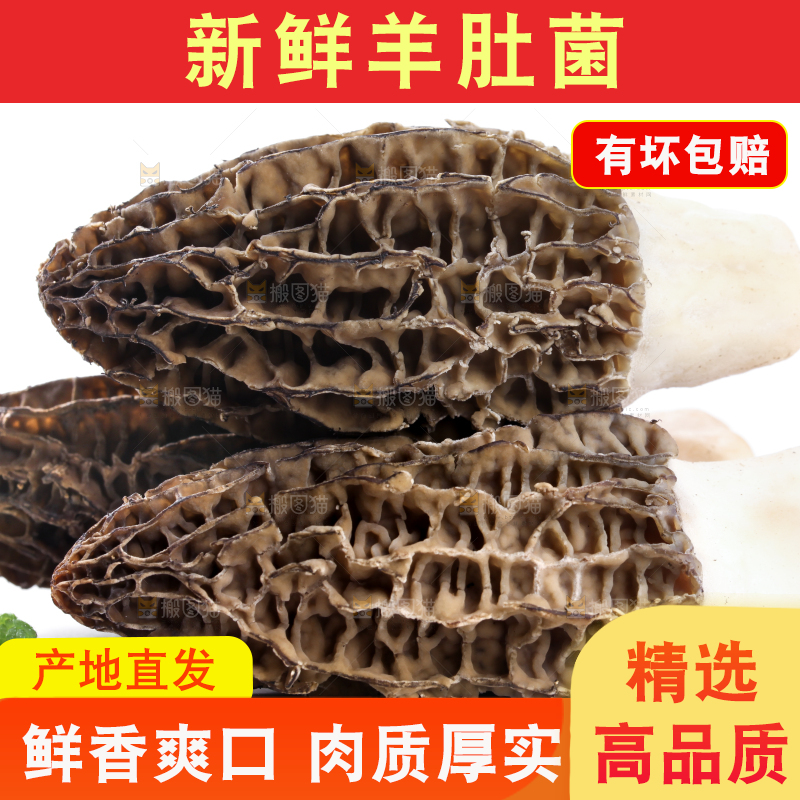 白底上摆放着羊肚菌