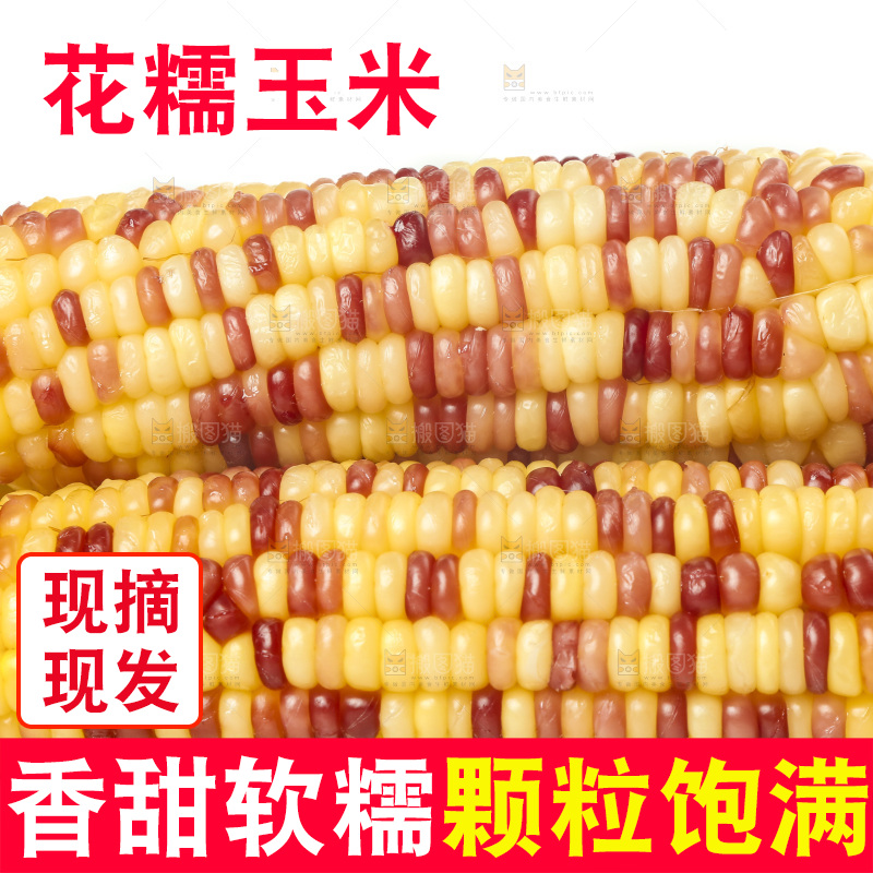 蒸熟的花糯玉米放在白底上