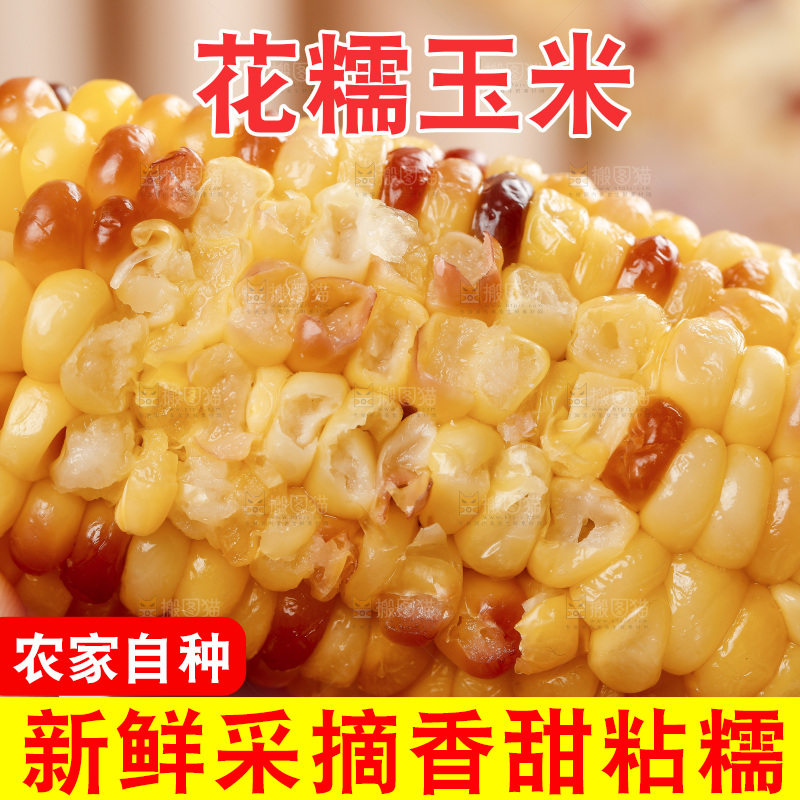 手拿熟花糯玉米