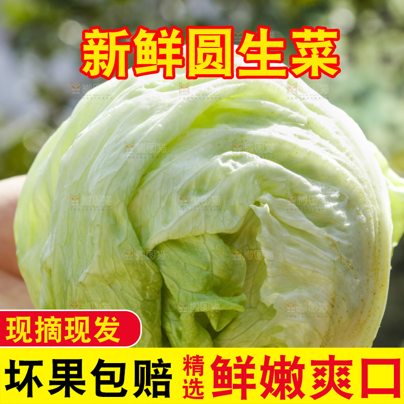 手里拿着球生菜