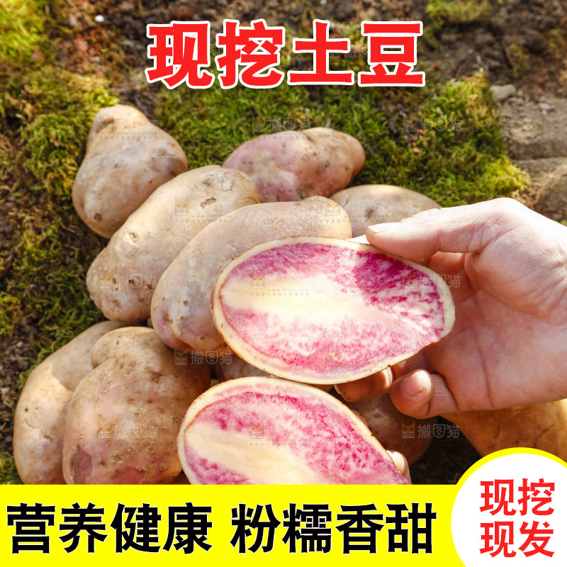 手里拿着丽江七彩土豆