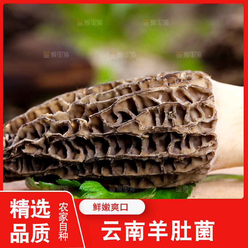木板上放着羊肚菌