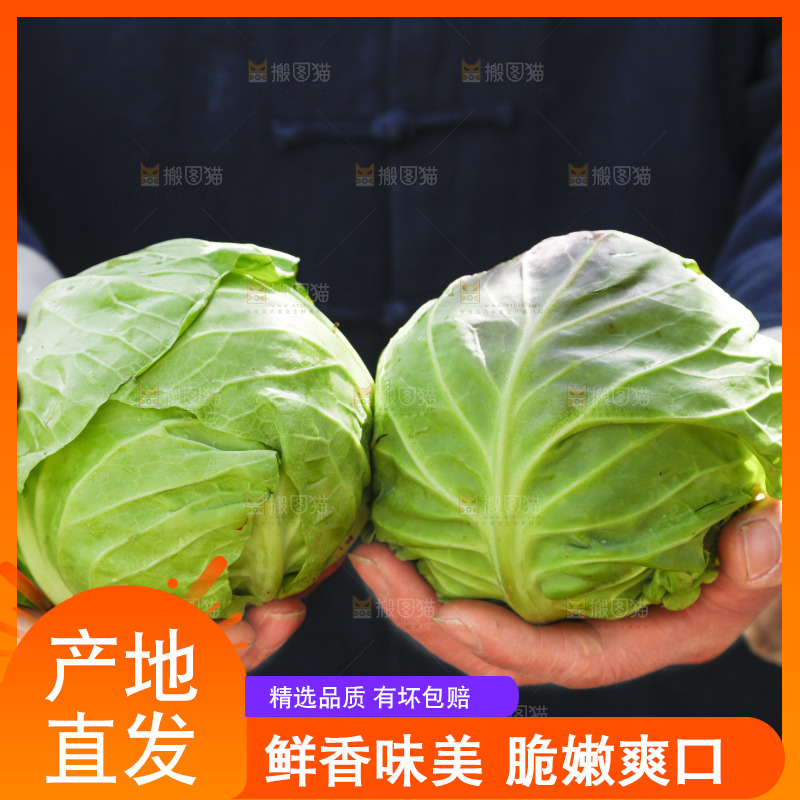 手里拿着包菜