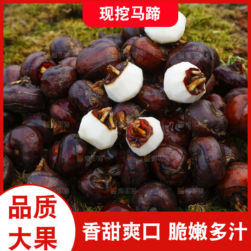 草地上的荸荠