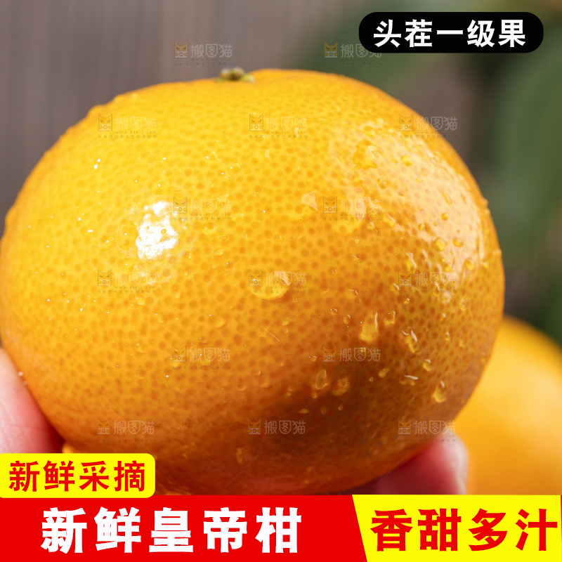 手拿皇帝柑