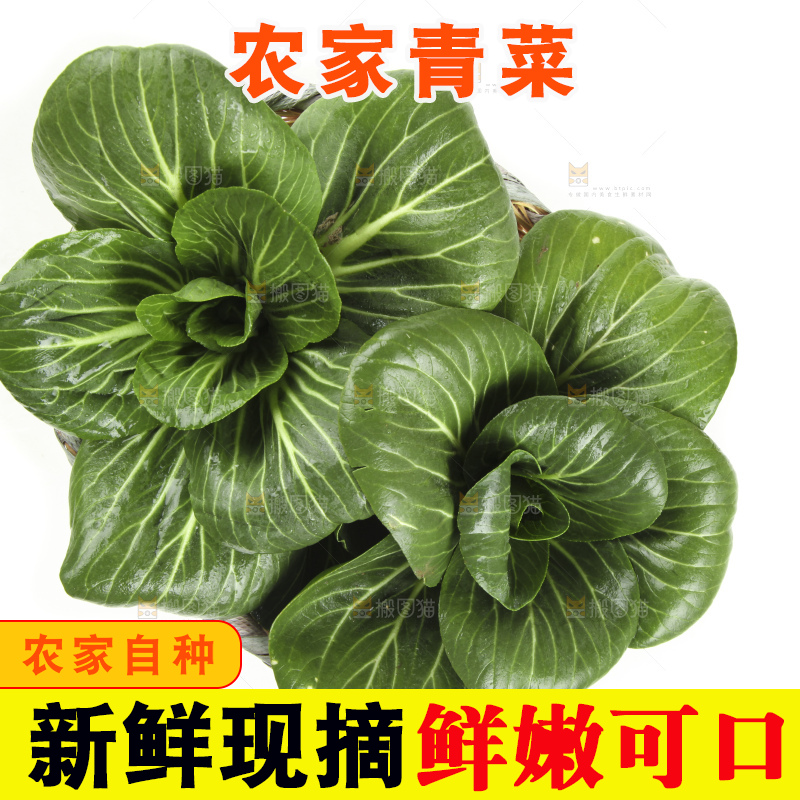 白底上放着上海青