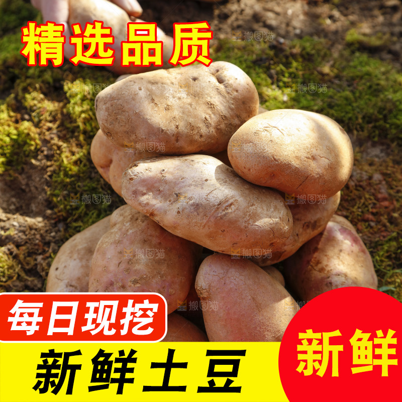 草地上摆放着彩色土豆