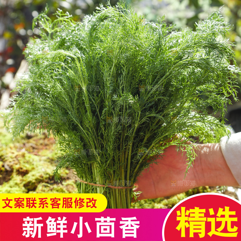手里拿着小茴香