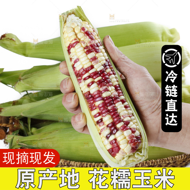 手拿糯玉米