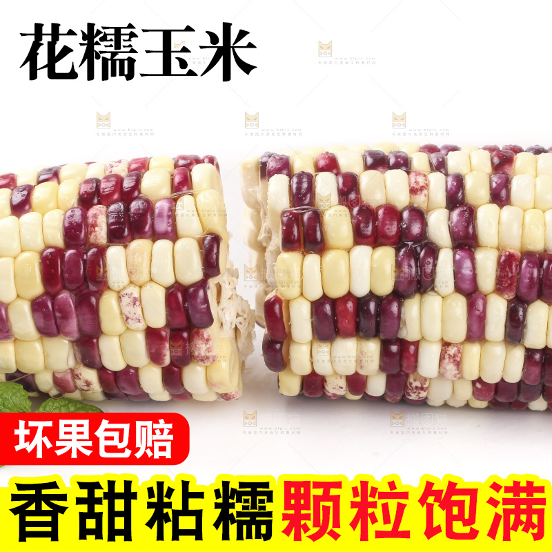 切开的花糯玉米放在白底上