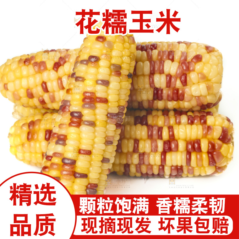 蒸熟的花糯玉米放在白底上