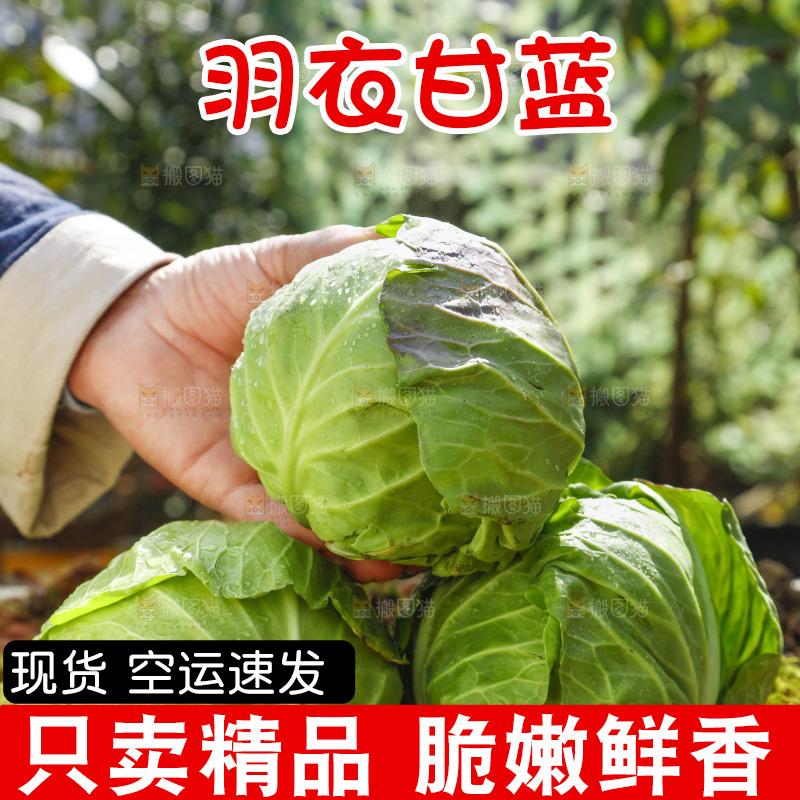 草地上放着绿甘蓝