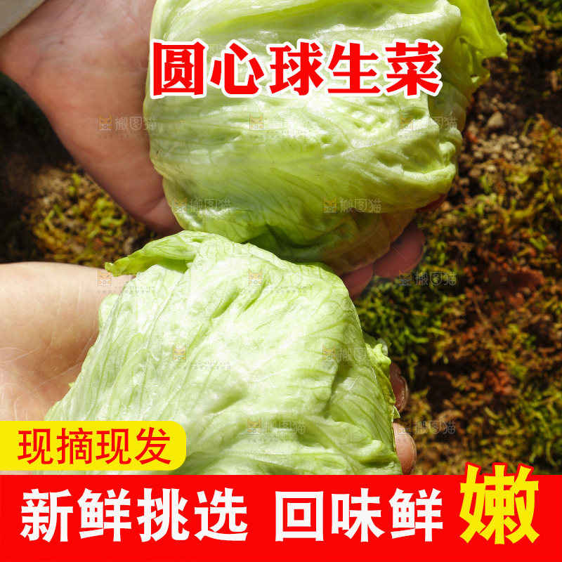 手里拿着球生菜
