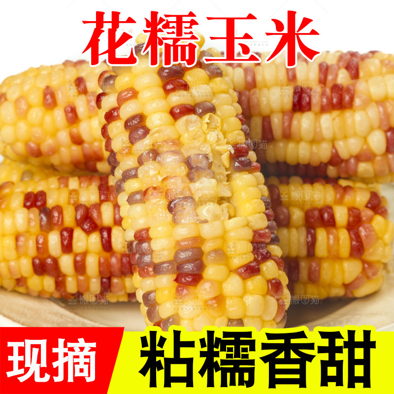 白底上放着一盘蒸熟的糯玉米