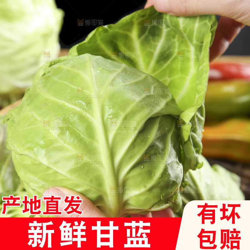 手里拿着洋白菜