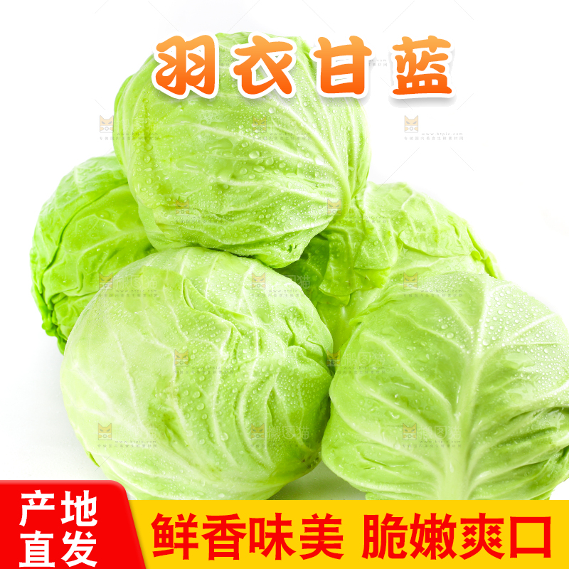 白底上摆放着包菜