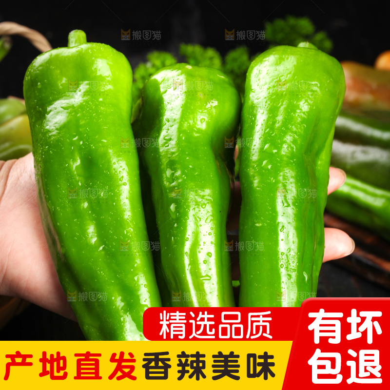 手里拿着新鲜青椒