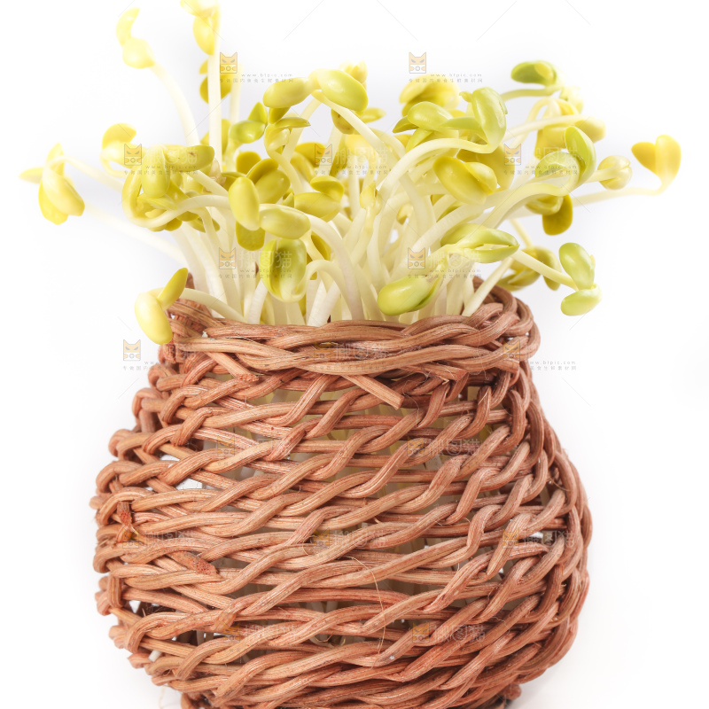 白底上的豆芽