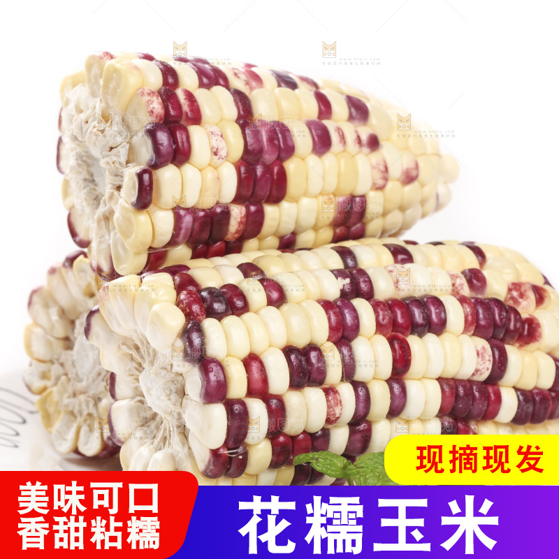 白底上放着一盘糯玉米