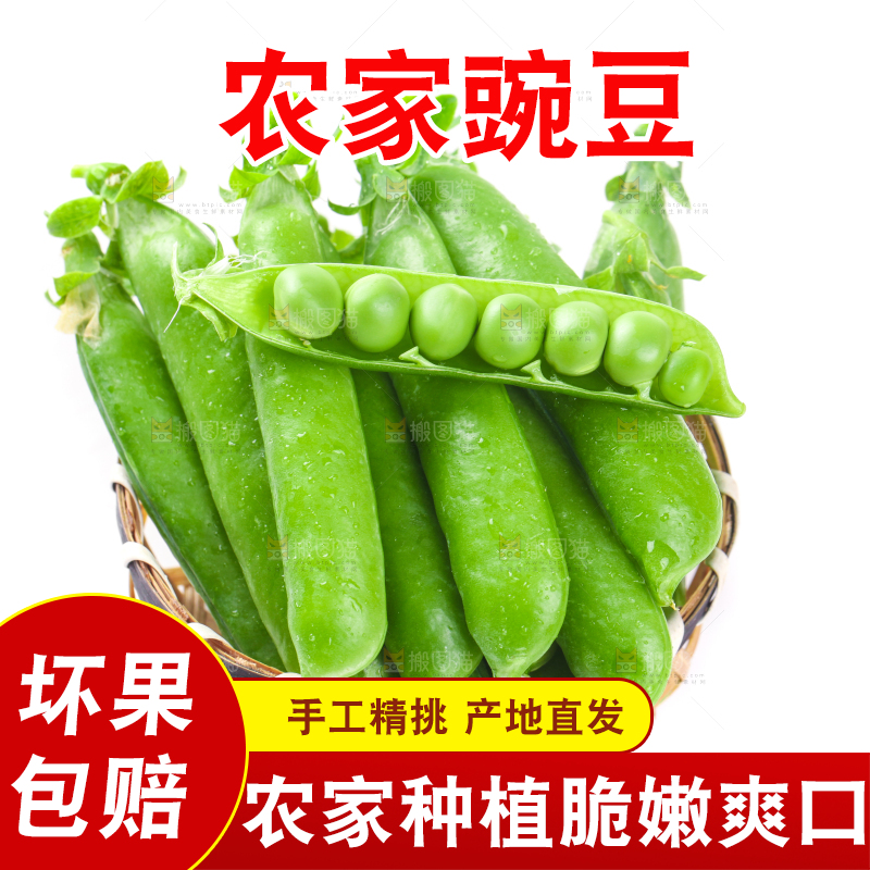 一筐新鲜豌豆放在白底上