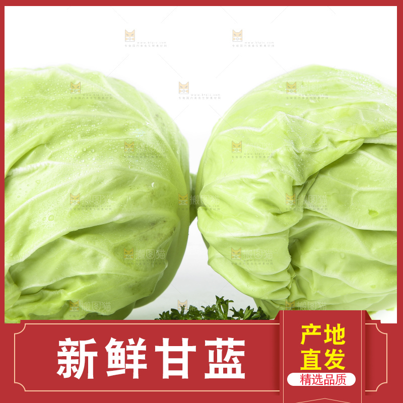 白底上的甘蓝包菜