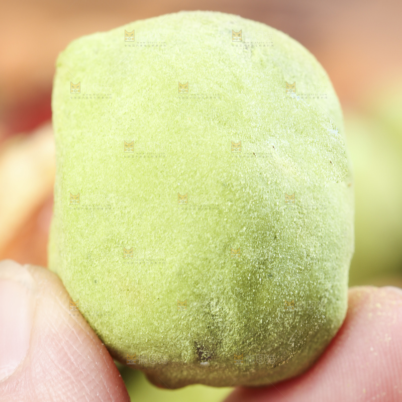 手拿抹茶味奶枣