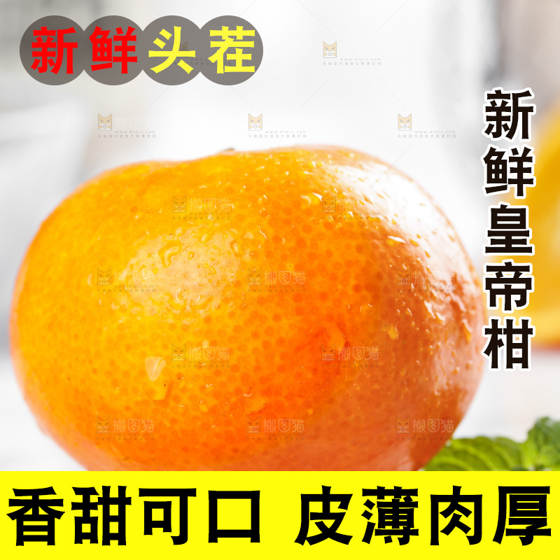 石板上的广西皇帝柑