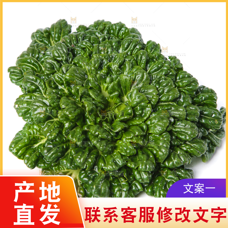 白底上的菊花菜