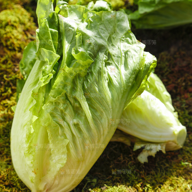 草地上放着大叶生菜