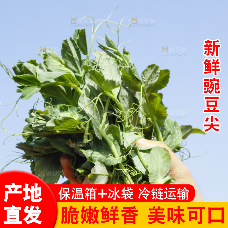 手里拿着豌豆苗