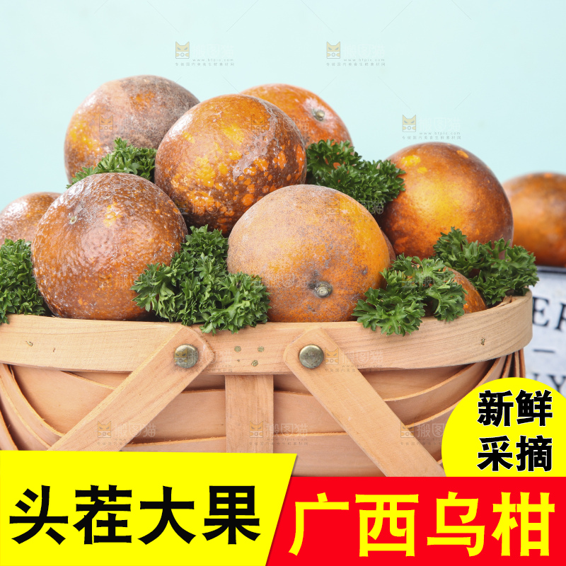 篮子里装着广西乌柑