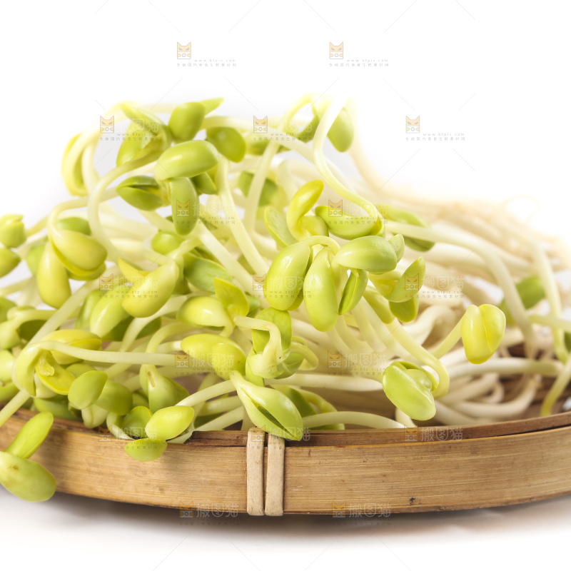 白底上的豆芽