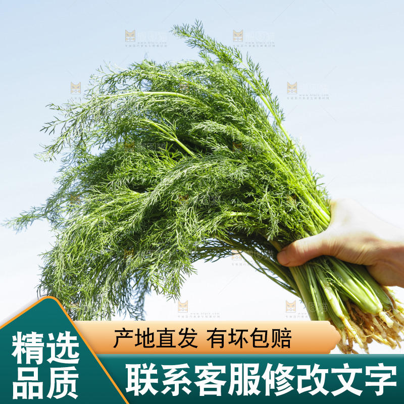 手里拿着小茴香