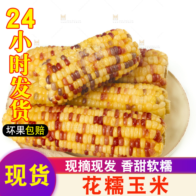 白底上放着一盘蒸熟的糯玉米
