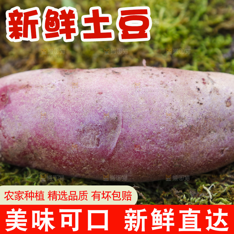 草地上放着红色马铃薯