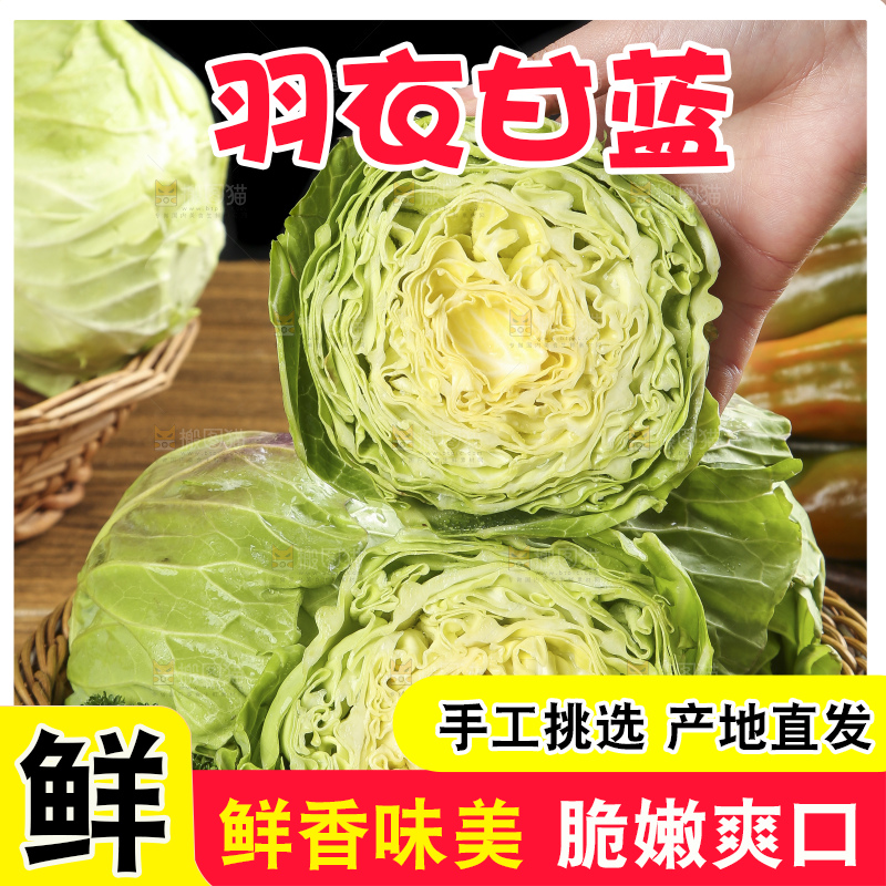 手里拿着洋白菜